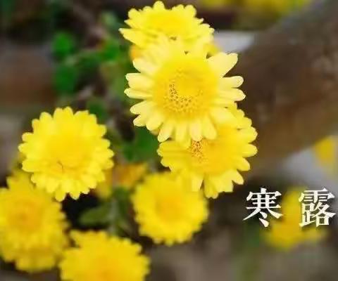 明鑫幼儿园二十四节气——寒露教育