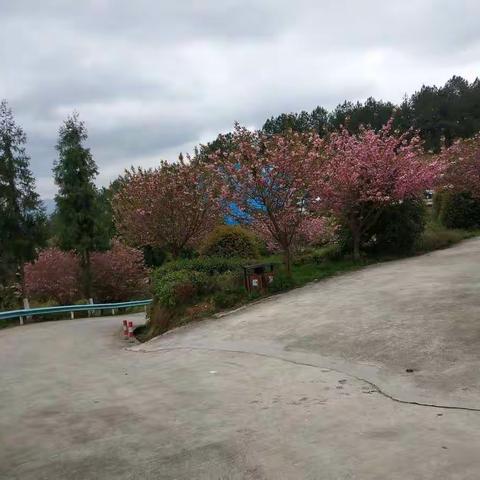 2020－3－31 关子山赏樱花🌸