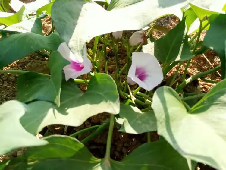红薯开花你见过吗？我也是头一次看到。