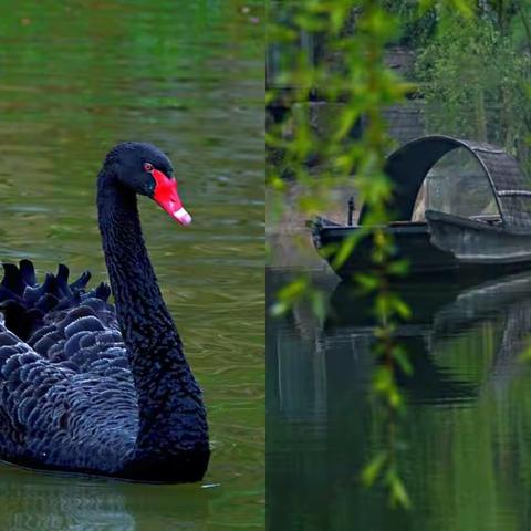 游双龙镇，遇见最美黑天鹅。