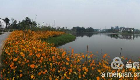 仙市百胜村“汇东南湖逸都”金秋菊展喜迎八方宾客