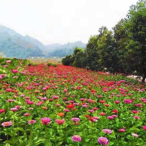 又到花潮拍岸时