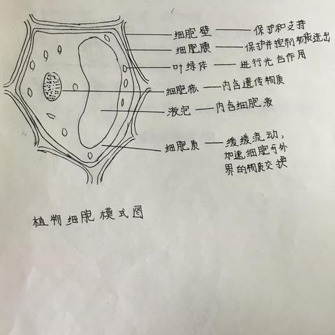 2020级1班植物细胞图