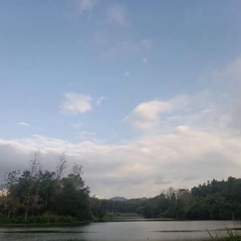 【河长制工作】城郊镇：开展水葫芦治理攻坚行动，保护水生态环境。