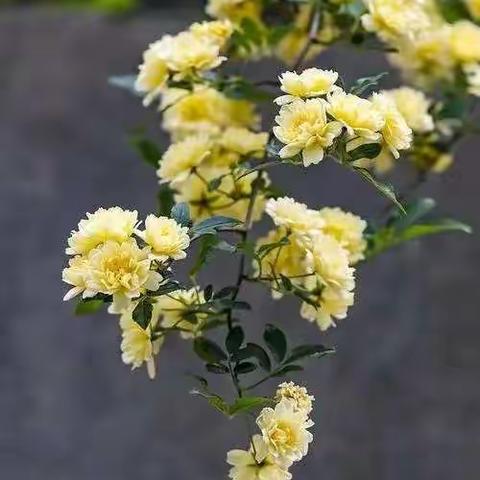 （原创，未经允许不得转载）木香阵阵伴流年