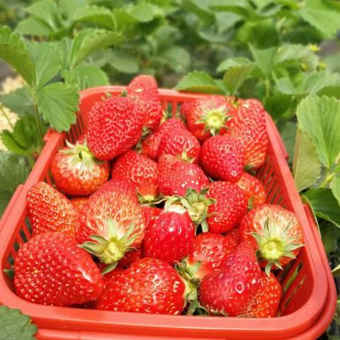 野炊铜锅饭采草莓🍓——神龙川