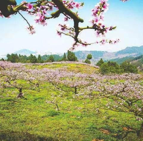 临安挖笋赏桃花一日游99元/人送豪礼！