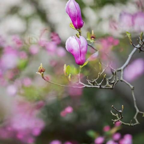 恰逢春意正浓时 安良学子已归来