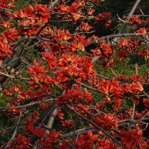 木棉花开（粤西高凉）