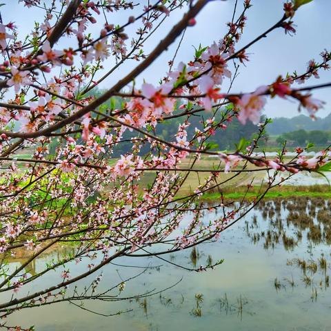 阳春三月赏花季