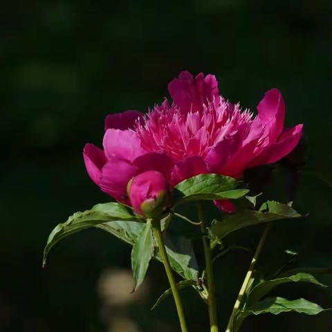 自古风流芍药花