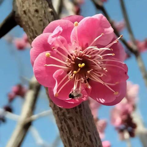 汉字故里塔下梅花开了。