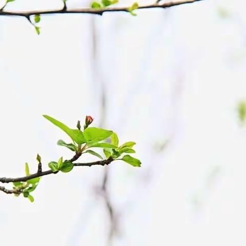 春风十里，都是“你们”――回二北塔校区第一次语文组常规检查活动