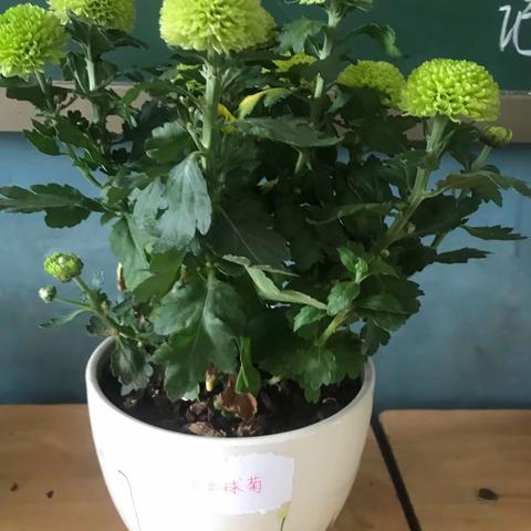 开学季，把教室布置得更有生气点，让孩子们自己照护这些小生命，多些责任.感。