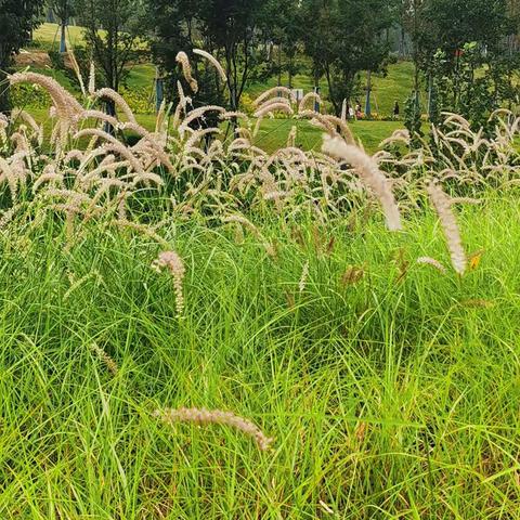 驿马河公园秋游