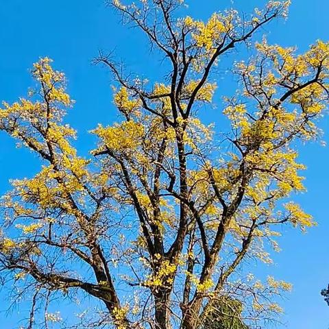 金堂云顶石城秋游   四方友人共聚把酒言欢三三两两畅游云顶晴岚亲享蓝天白云妩媚阳光千年银杏金黄黄色大片