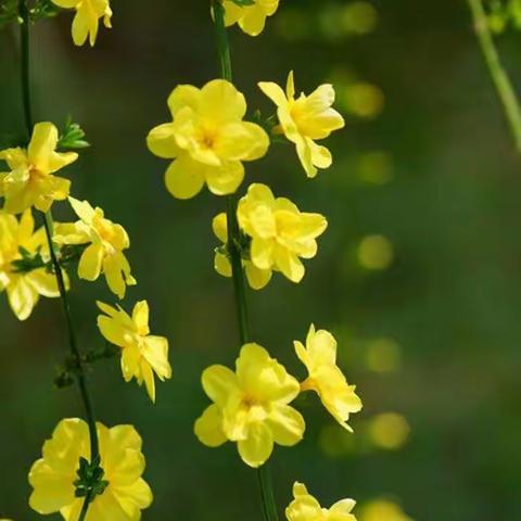 宅而不动，学而不停——五年级语文组“停课不停学”札记