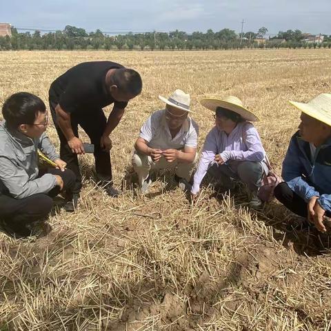 西安市农技中心开展夏玉米抗旱保苗技术指导