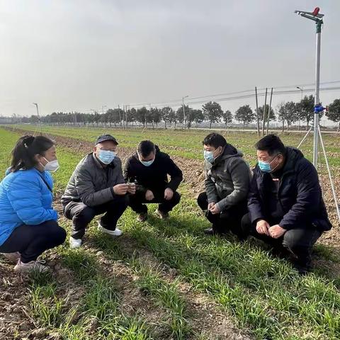 西安市农技中心开展小麦苗情调研与技术指导