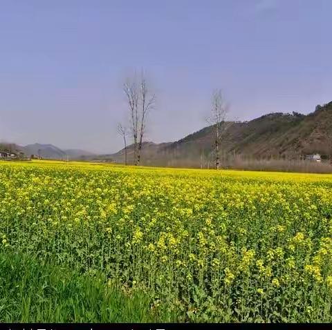 发展产业促振兴——吴店镇芝麻湾村油菜喜获丰收。
