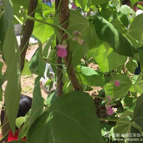 种植春意，种植阳光——我们的四季豆