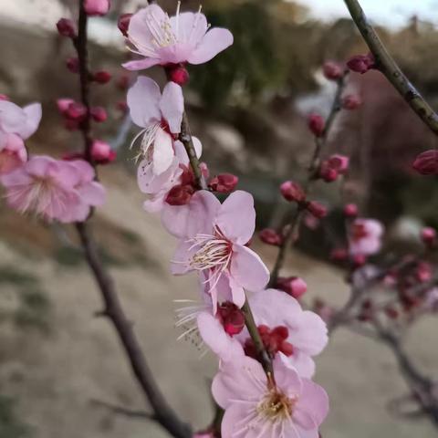 东湖赏梅