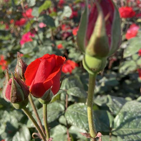 胜利街小学“停课不停学”——六语组