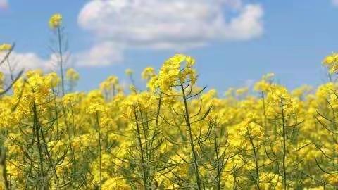 《油菜花，春天里的一首诗 》作者： 莲心