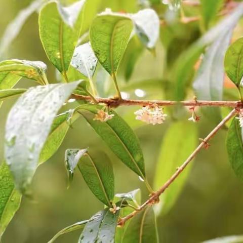 晨读朝气蓬勃，不负晨光 ——锦盛达方圆学校初中部晨读纪实