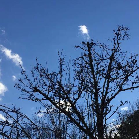 学生举报田国强等外聘教授