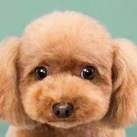 【河北创城*常态创建】宣化区东升路小学开展“文明养犬，争当可爱人~！”主题教育活动