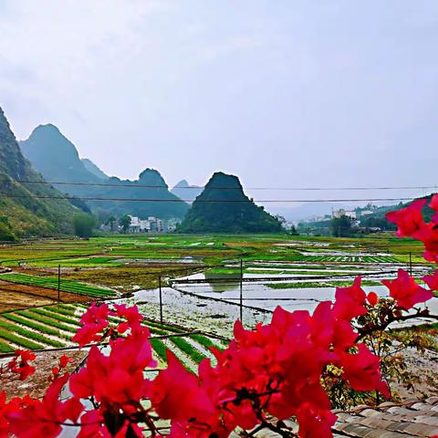 巴马印象•百鸟庄