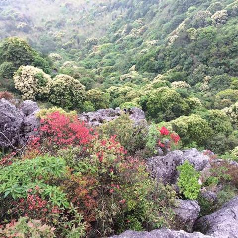 杜鹃红遍龙嶂山