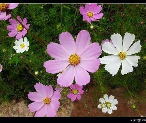 一路芬芳
