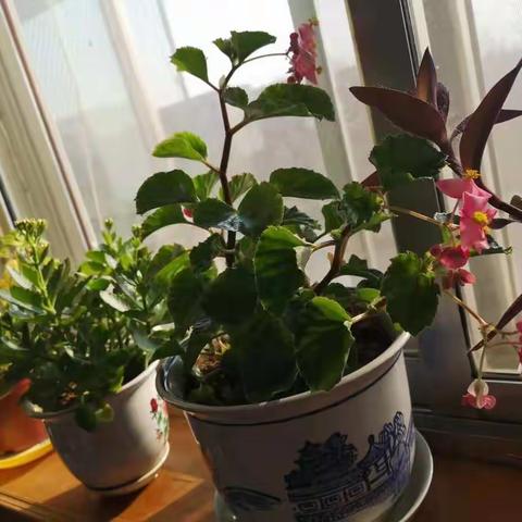 冬已至，春未远！