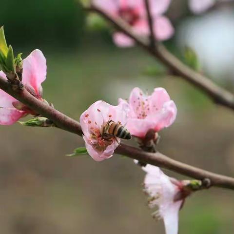 魅力河坞  邀你赏春