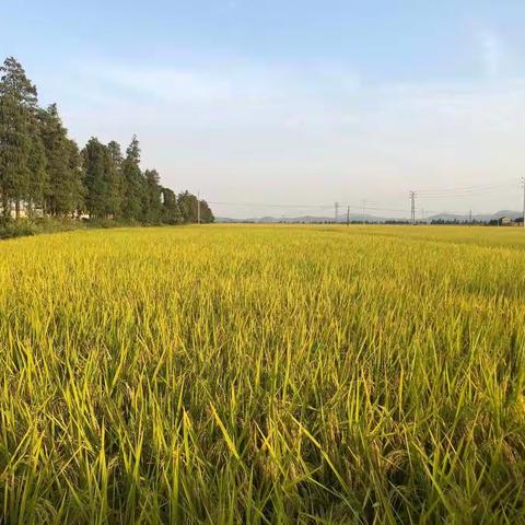 大雨过后