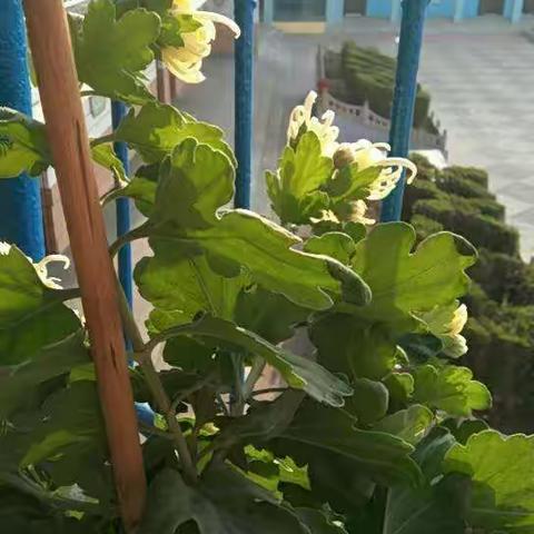 秋天来了，果园，田野丰收之后，迎来了美丽的秋菊