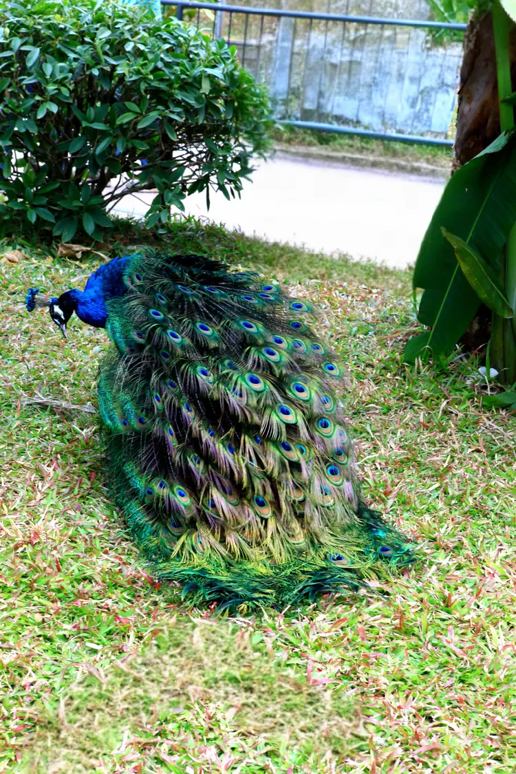 动物园的孔雀