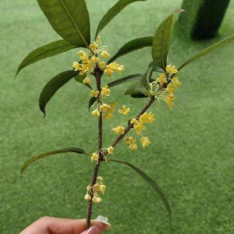 晶晶班第五、六、七周美篇