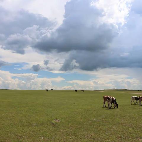 呼伦贝尔大草原：从室韦到黑山头（20210708）