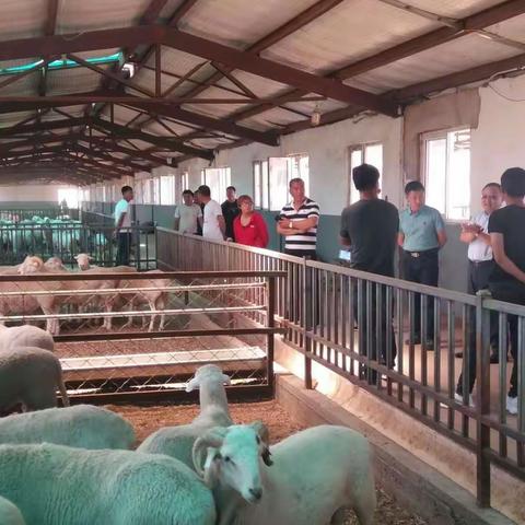 科学养殖 增产增收