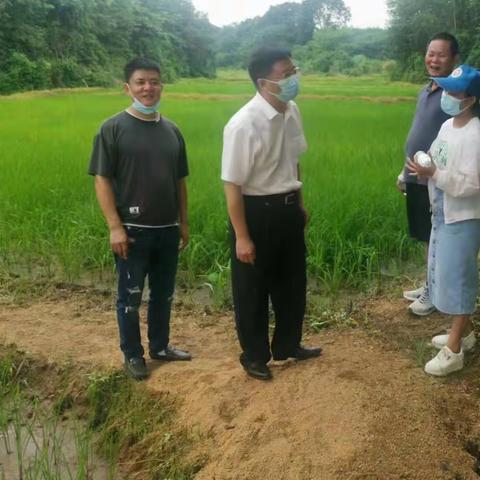 那大镇党委书记程建华到加平村、茶山村等地检查撂荒地复耕等工作