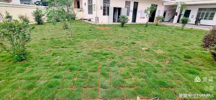 绿化草皮报价清单