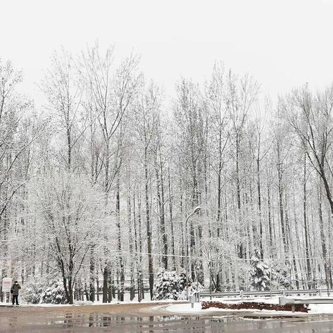 瑞雪纷飞 除雪行动暖人心