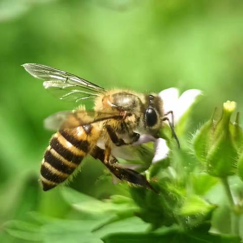 劳动励志  实践快乐——娄底四小四（1）班劳动实践