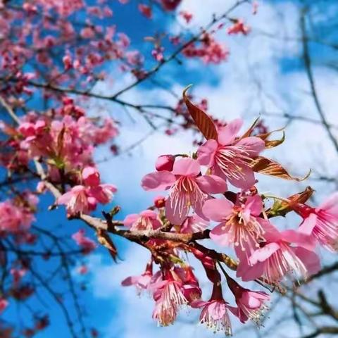 “疫”样的三月，我们和雷锋有个约会！   ————记四小一（1）班云班会