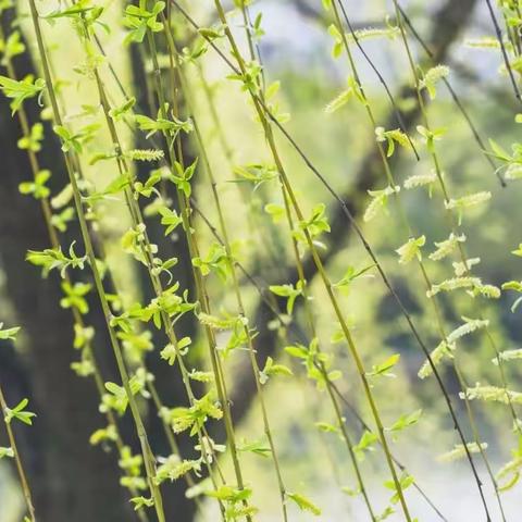 【战“疫”成长 爱与感恩】娄底四小德育大讲堂之规则篇：孩子们，有自律更自由！