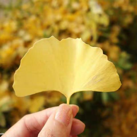 银杏叶儿飘啊飘