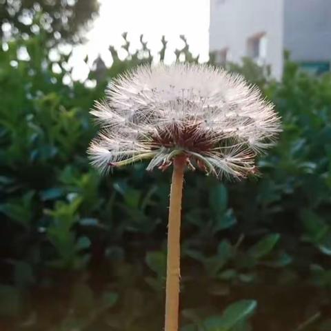 春暖花开疫情散、欢天喜地迎开学——庞庄小学春季开学防疫宣传